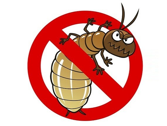 Termite Control Gachibowli
