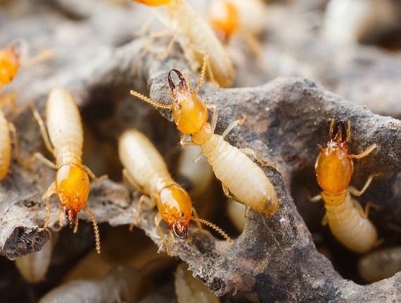 termite control Madhaour